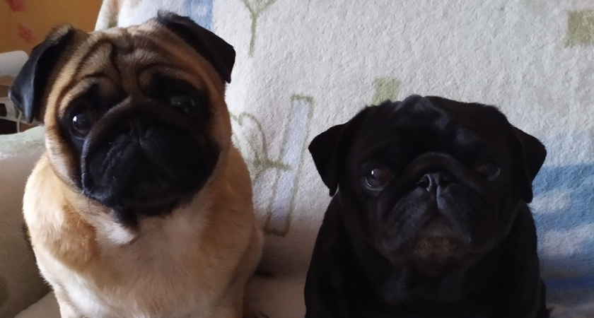 Любить, а не выживать: 5 самых беспроблемных пород для тех, кто заводит собаку впервые - мечта новичка