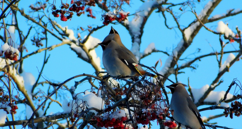 В Коми 14 января температура опустится до экстремальных значений 