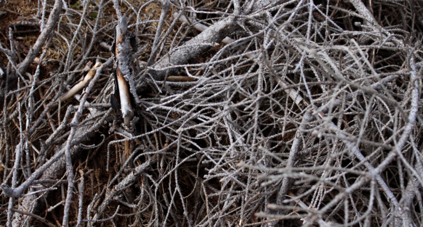 Дачники, срезанные ветви никогда не сжигайте: не мусор, а бесценный клад для сада и огорода