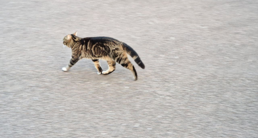 Если кошка выбрала вас на улице — это знак. Как его правильно понять и что делать