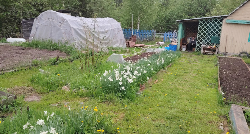 Никогда не сажайте бархатцы на своем огороде. 7 причин, о которых не знает большинство дачников