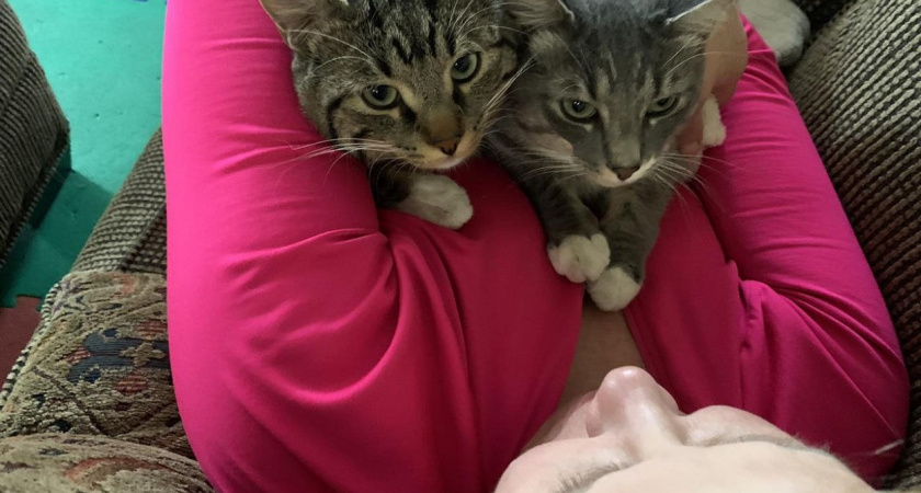 Есть 1 место, куда можно целовать кошку - она не будет возражать. На заметку каждому владельцу