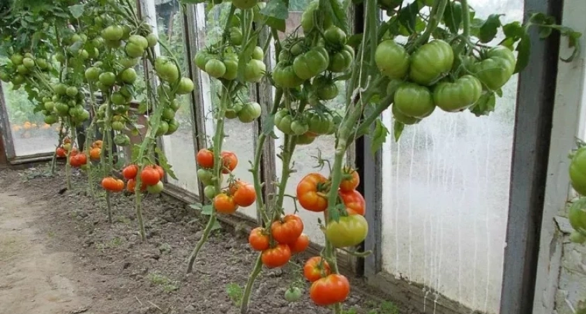 Только эти томаты посажу в 2026 году. Томаты-работяги: неприхотливые, урожайные, плодоносят огромными гроздьями — по 100 кг с куста