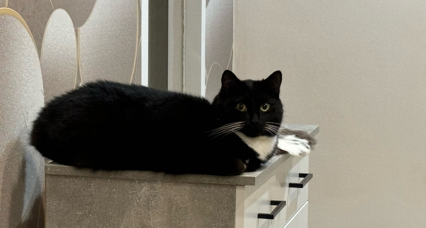 Самые комфортные кошки для жизни в квартире: 10 пород - не дерут мебель, не воняют и обожают своих хозяев