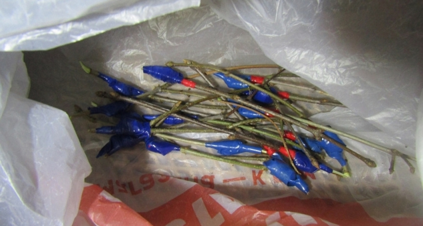 Полиция раскрыла сеть из 29 тайников с наркотиками после задержания курьера в Ухте