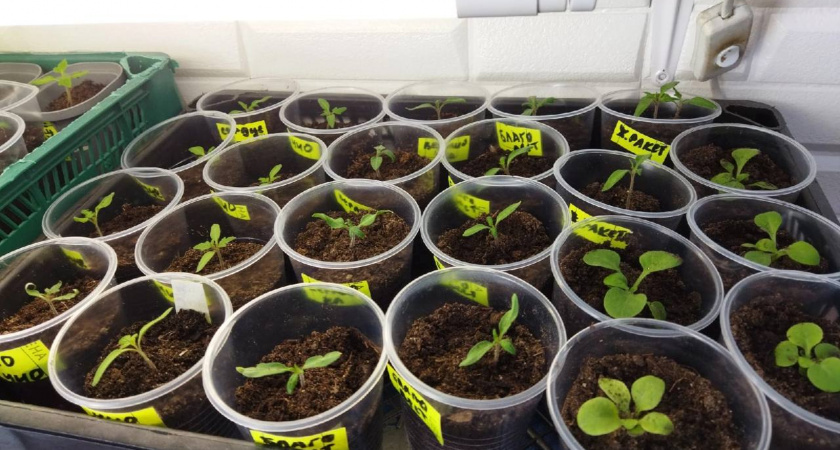 Эти 4 растения нужно сеять уже в январе – запомните, чтобы не упустить момент