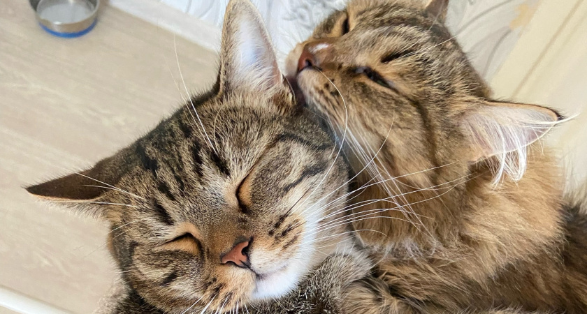 Если кошка вас лижет, не спешите радоваться - специалисты пояснили, зачем питомцы на самом деле так делают