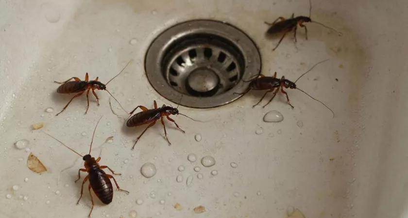 Посыпал это утром — и к вечеру тараканы свалили из моего дома: дорогую химию больше не покупаю