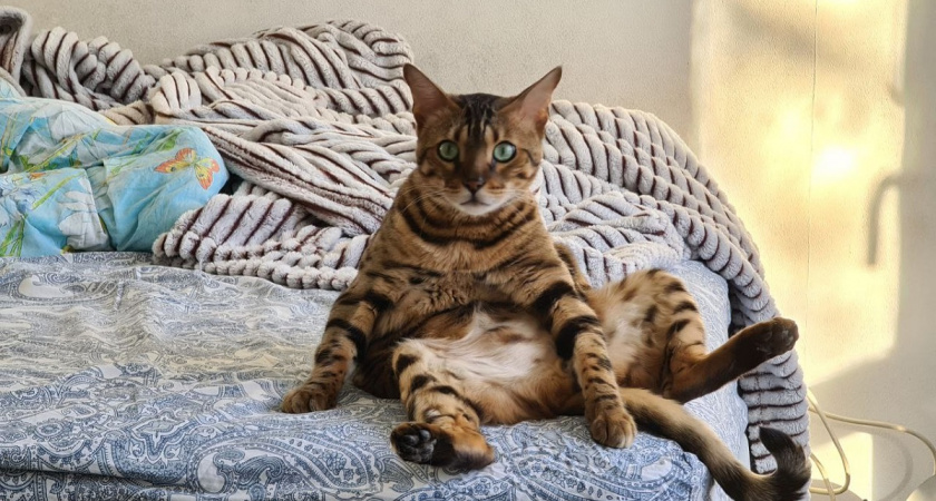 Не променяет хозяина даже на кусочек колбасы: 5 пород кошек преданее любой собаки