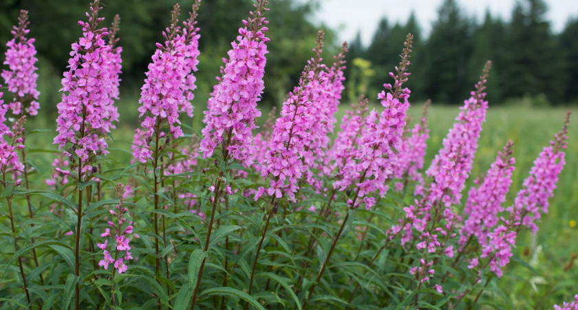 Эффектные многолетники для очень ленивых: обильно цветут целое лето и не требуют к себе внимания