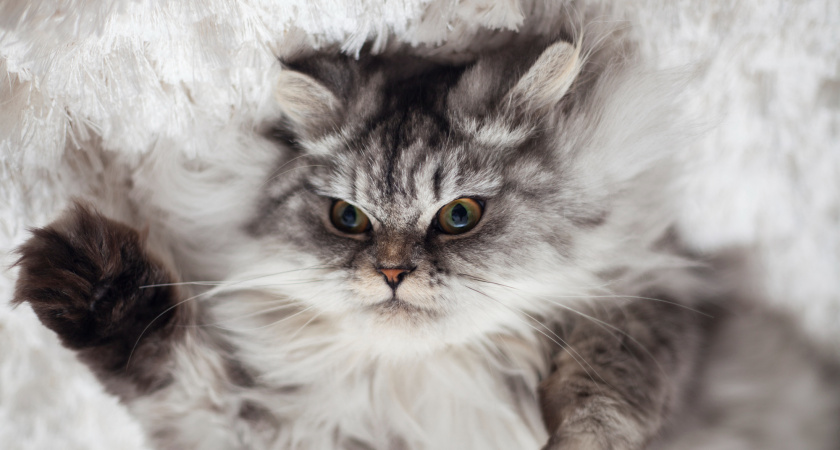 Разряд тока вместо ласки: почему кошка бьёт электричеством и какие ошибки в уходе вы допускаете