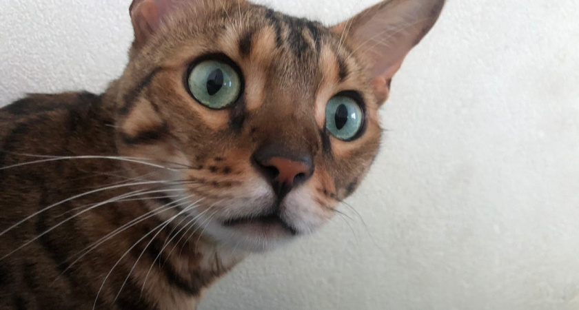 Кошка бежит к двери, хотя хозяим только подошел к подъезду: как пушистик понимает, что его человек скоро придет