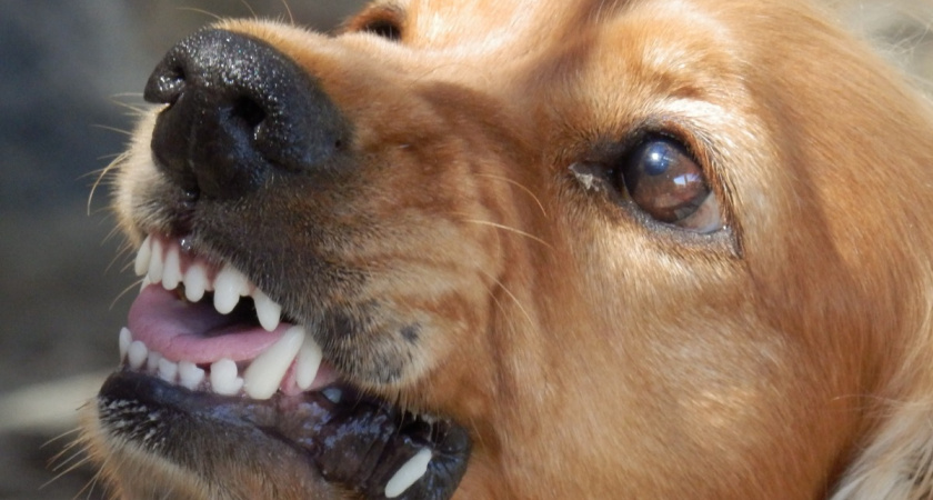 Спасение от агрессивных собак: метод, который работает даже у 5-летних детей