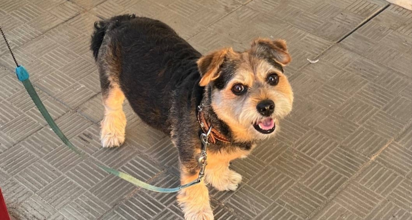 В Ухте спасатели вызволяли пса из-под бетонной плиты