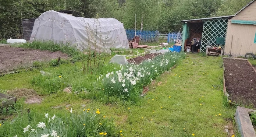 Никогда не сажайте бархатцы на своем участке: 7 причин, о которых не знает большинство дачников