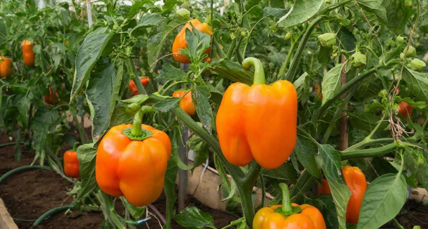 Семена, из-за которых грядки вспыхнут огнём: оранжевые перцы будут главными хитами 2026 года