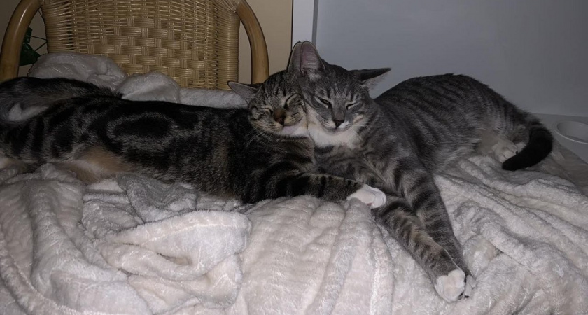 Она спит у вас на голове не просто так. 7 поступков кошки, которые доказывают, что она выбрала вас своим хозяином