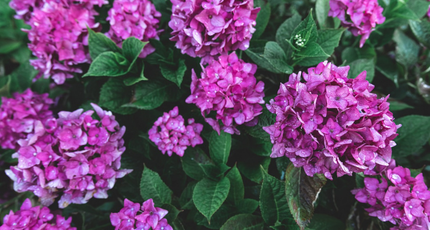 Неприхотливые, цветут весь сезон: украшаем сад цветастыми-подушками - ярчайший многолетник