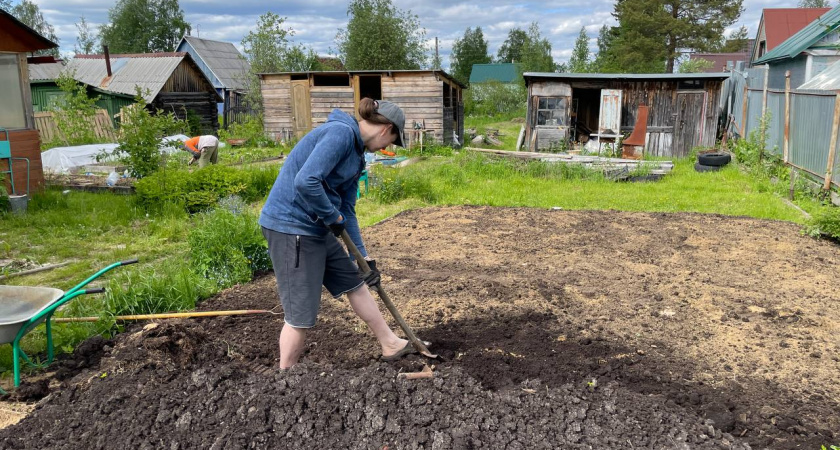 Забыл о лопате: засыпал это, а черви рыхлят землю сами. Хитрость с 90-х, про которую забыли все дачники