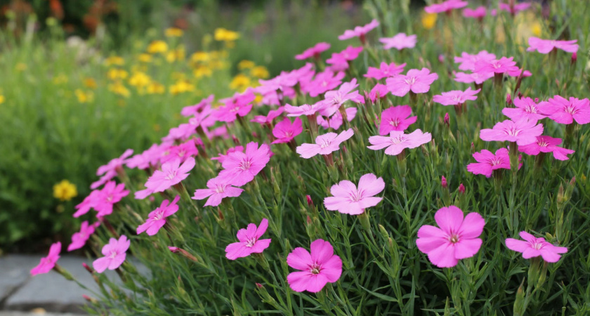 Земля только оттаяла — а клумба уже вспыхнула яркими краскам: мартовский цветок для нетерпеливых дачников