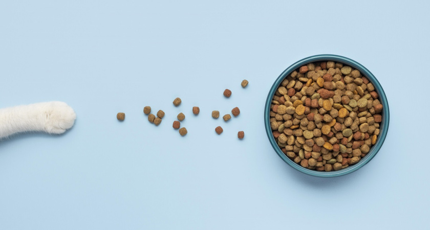 4 главных табу в кормлении кошек сухим кормом: проверьте себя, не нарушаете ли вы их