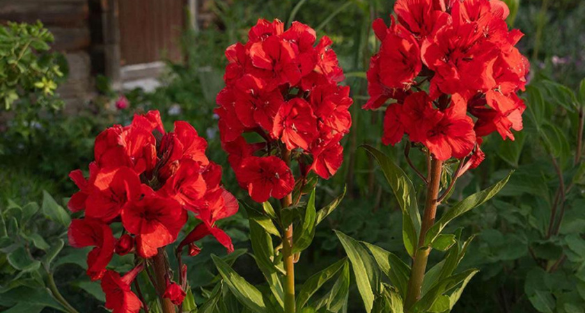 Многолетники редкой красоты: будут цвести без ухода и украшать сад до самых первых морозов - смело сажайте в новом сезоне