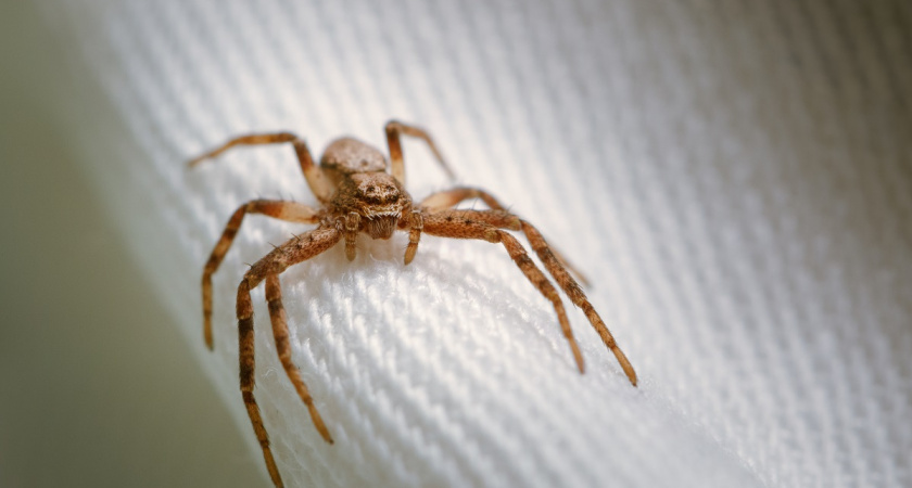 Пыльевые клещи: что это такое и как избавиться от них в доме раз и навсегда