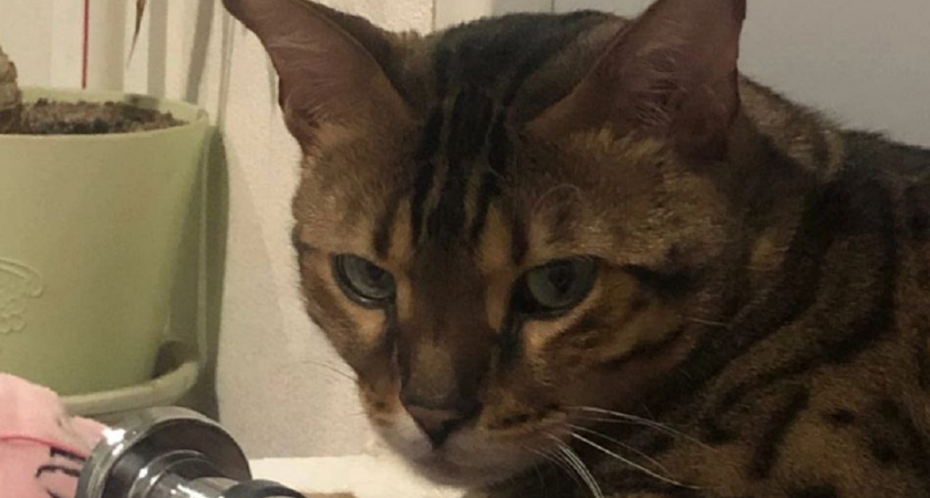 Как понять, что ваша кошка вас недолюбливает: 5 сигналов, которые мы игнорируем ежедневно