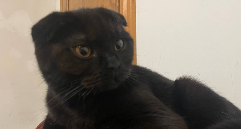 Учёные «выяснили», какие люди оказывают сильное влияние на кошек - таких только любят и уважают