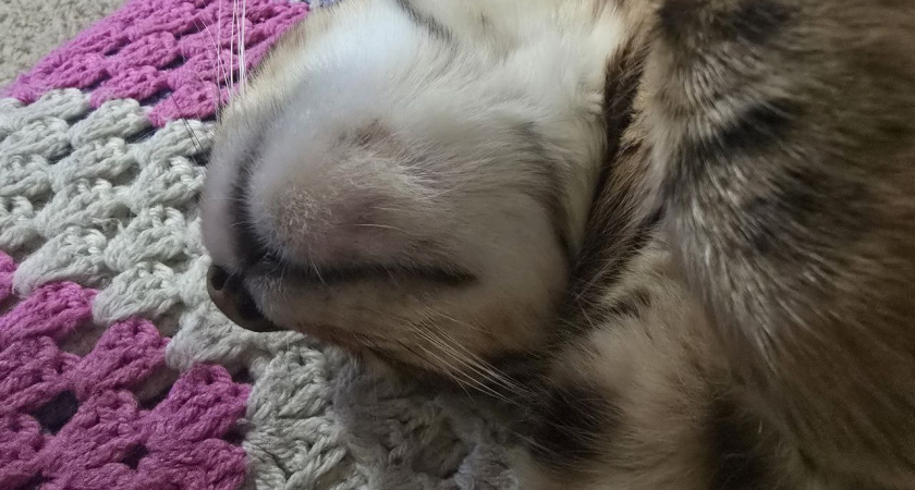 Что делать если у вас "прыщавый" кот: когда черные точки это серьезная проблема и что с ними делать