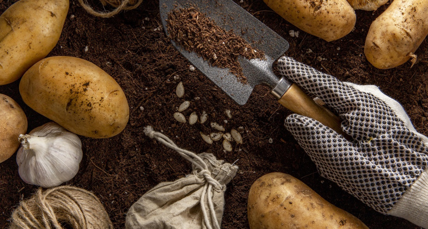 Не картофель, а урожайный конвейер: выдает до 700 кг с 1 сотки даже в холодное лето – клубни большие и вкусные