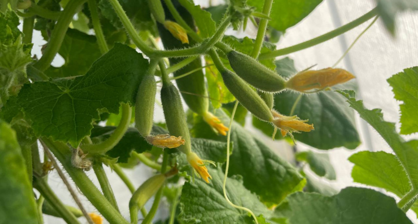 Почему всем советую посадить этот сорт: огурец, который удивил - вкусом, ароматом и количеством урожая