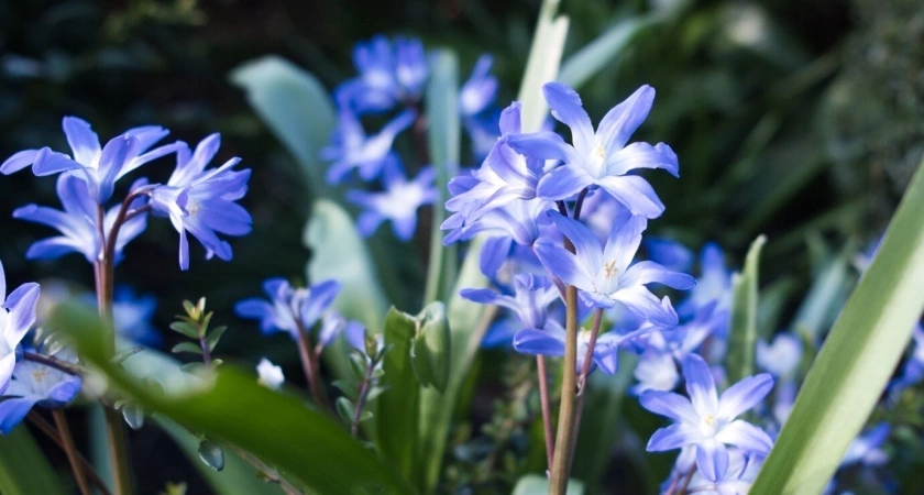 Этот дивный многолетник цветет все лето без остановки: будете любоваться до самых морозов