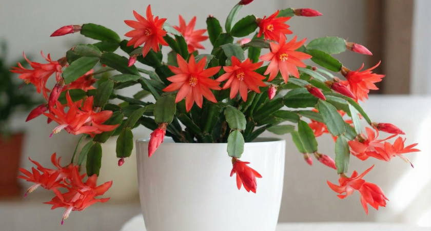 Моя учительница по химии поливала этим декабриста: цветение было таким буйным, что завидовала вся школа