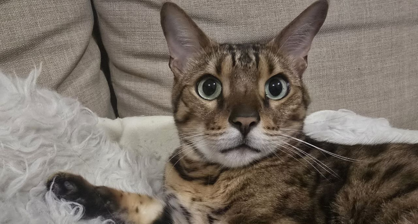 Эти 3 породы кошек идеальны для городской квартиры. Они тихие, чистоплотные и любят вас больше, чем драть обои