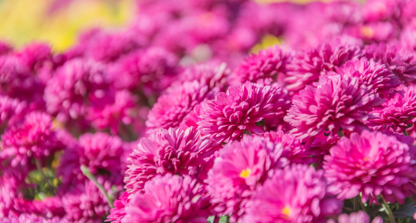 Неважно - солнце палит, осень ли близко — он продолжает цвести и расти, и держится до самых морозов