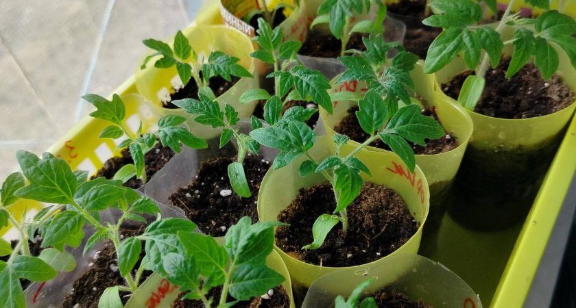 Мичурин еще 90 лет назад замачивал семена в этом: как я повторил эксперимент - делюсь шикарным результатом