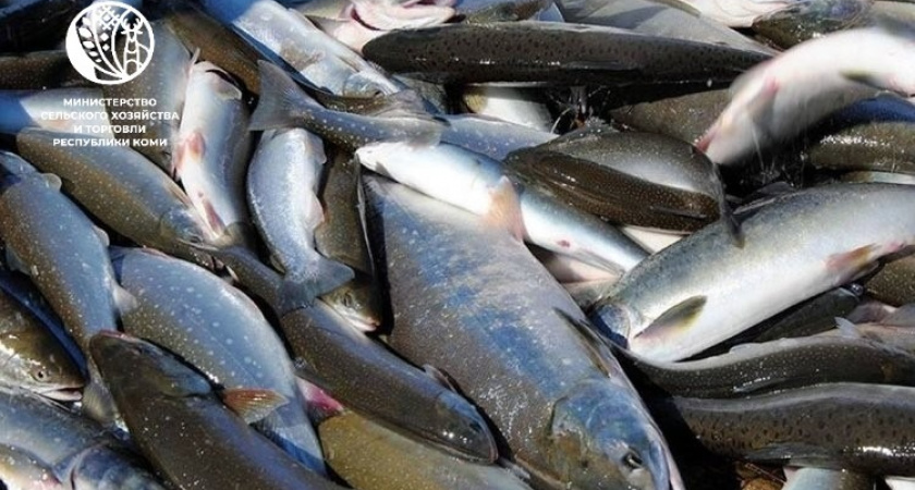 В Коми с 2026 года усилят поддержку аквакультуры