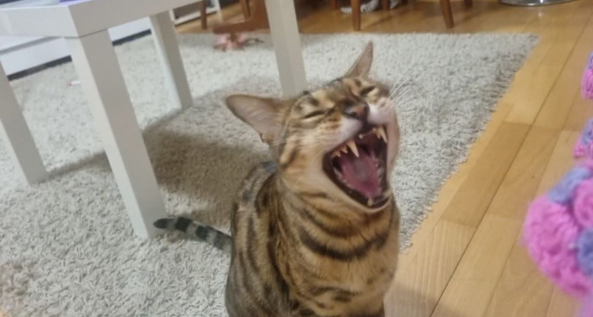 Какие знаки подают кошки перед приходом в дом большой беды - не пропустите