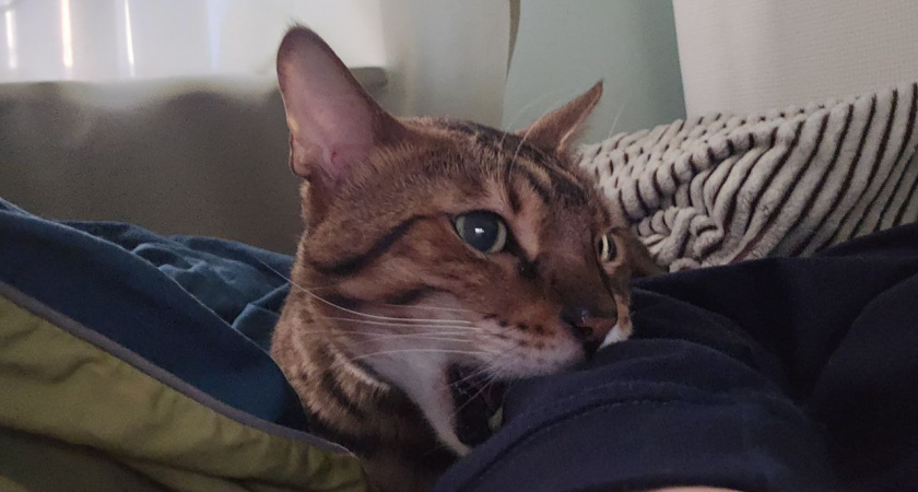 Не только от голода: почему кошка будит хозяев по утрам - вы будете удивлены