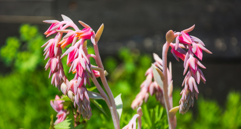 Шикарный многолетник для сада - цветет с весны и до самой поздней осени: растет сам почти без ухода