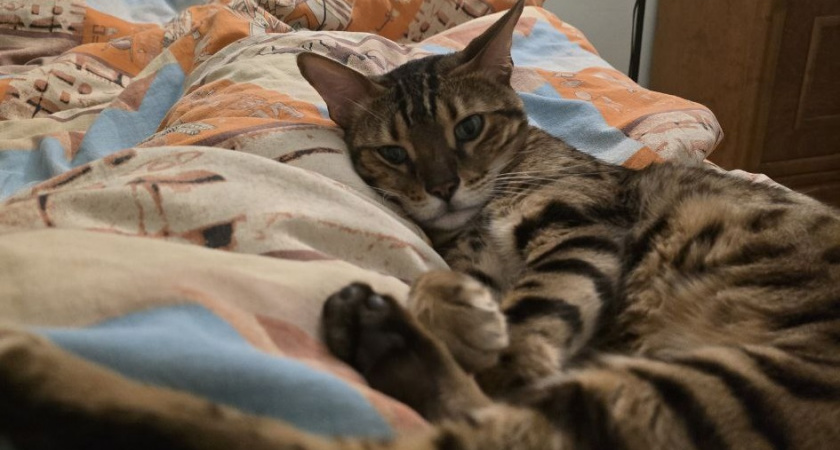 Почему кошки спят с человеком: 3 основные причины и важные моменты, о которых следует помнить