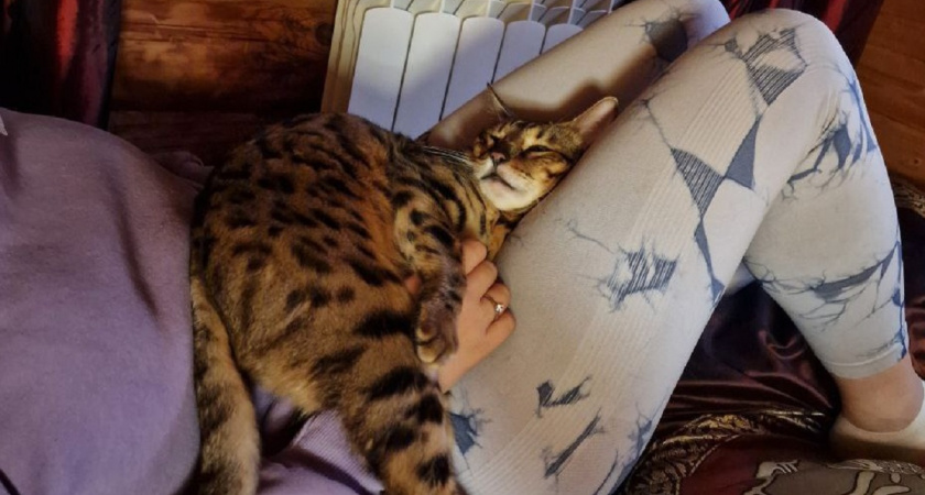 Вот почему на самом деле кошки спят в ногах у людей - запомните раз и навсегда