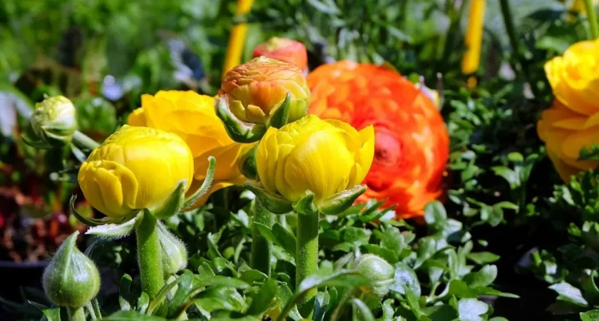 Вместо надоевшей петунии — обязательно: посадите этот многолетник — цветы яркие, аромат на 2 км в округе. Украшение вашего сада