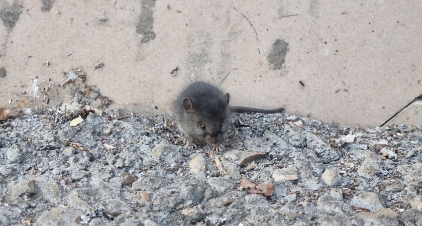 Как обнаружить домашних мышей и избавиться от них: 6 способов - грызуны в панике сбегут