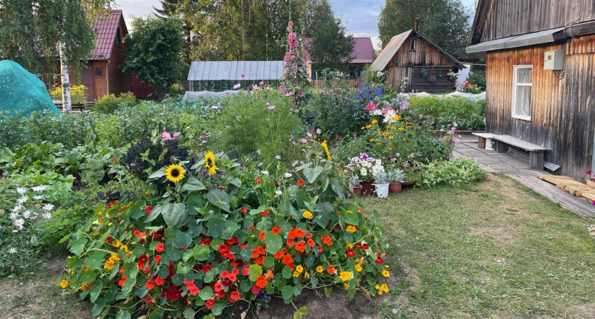 Такие цветы редко можно встретить на дачах, и очень зря - многолетники, которые удивляют своей красотой каждый сезон