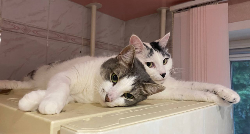 Самые удобные кошки для квартиры: 10 пород, с которыми у вас не будет проблем