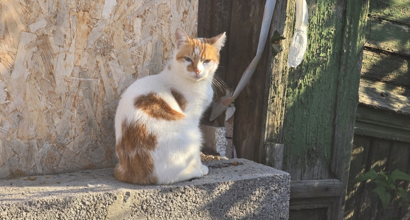 Миф о «несчастном котике»: почему зверю на улице может быть лучше, чем у вас на диване - неочевидная истина