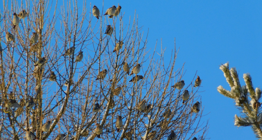 В Коми 30 января ожидаются морозы до -33°C
