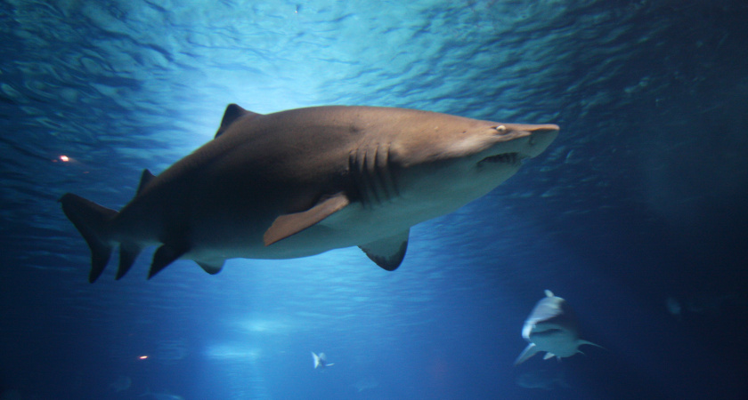 Почему ни одна акула в здравом уме не станет заплывать в Черное море - даже самые опасные обходят его стороной